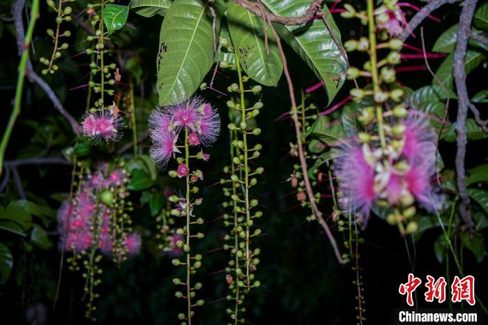 海南儋州:千年古村玉蕊花开 游人寻芳打卡|海南省|儋州市_新浪新闻