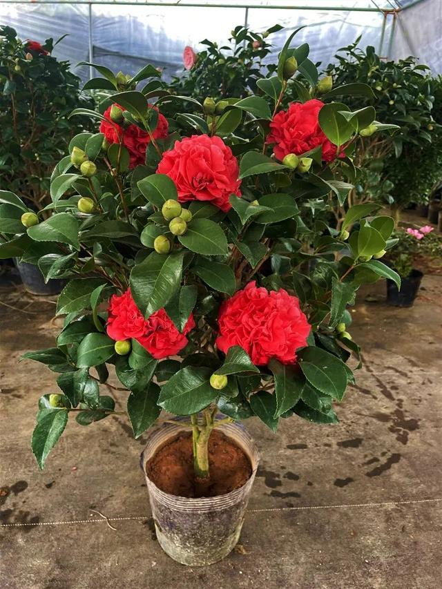 推荐3种"香茶花",香气浓郁,艳冠群芳|太阳_新浪新闻