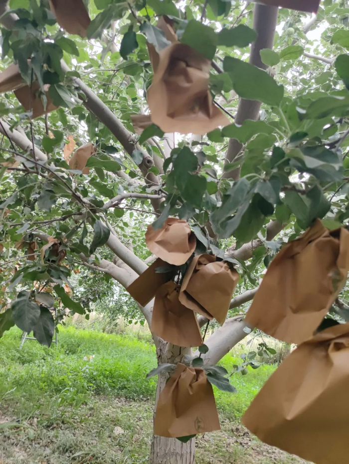 一天套袋2500个,给苹果套袋挺累人,可不套不行|套袋|果实|苹果_新浪