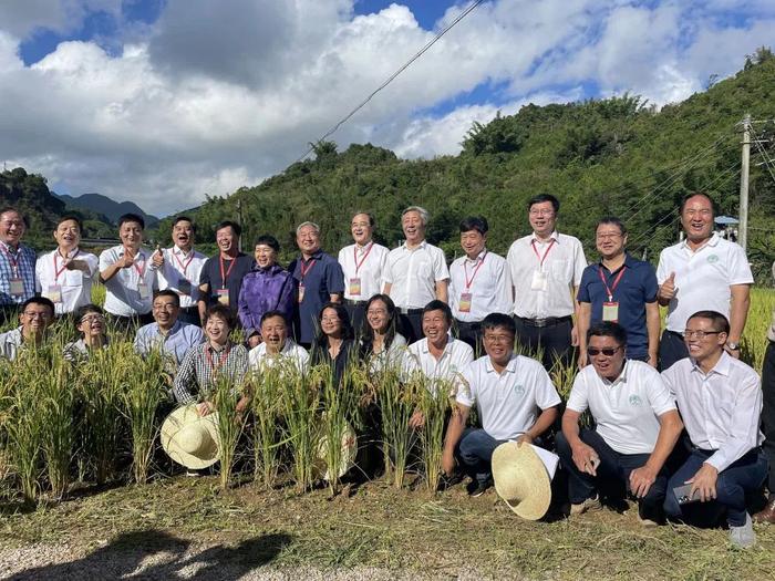 云南省内外专家对云南澜沧县的旱种杂交稻进行测产验收。（新华社发）