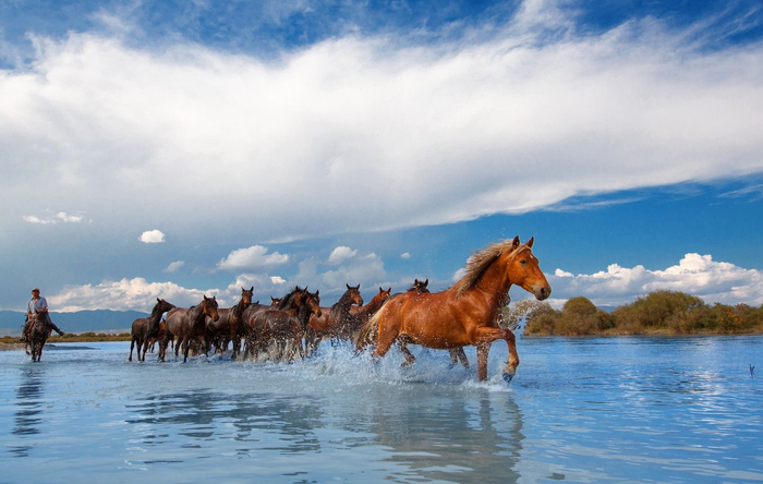 看天马浴河,第三十一届中国新疆伊犁天马国际旅游节新闻发布会在成都