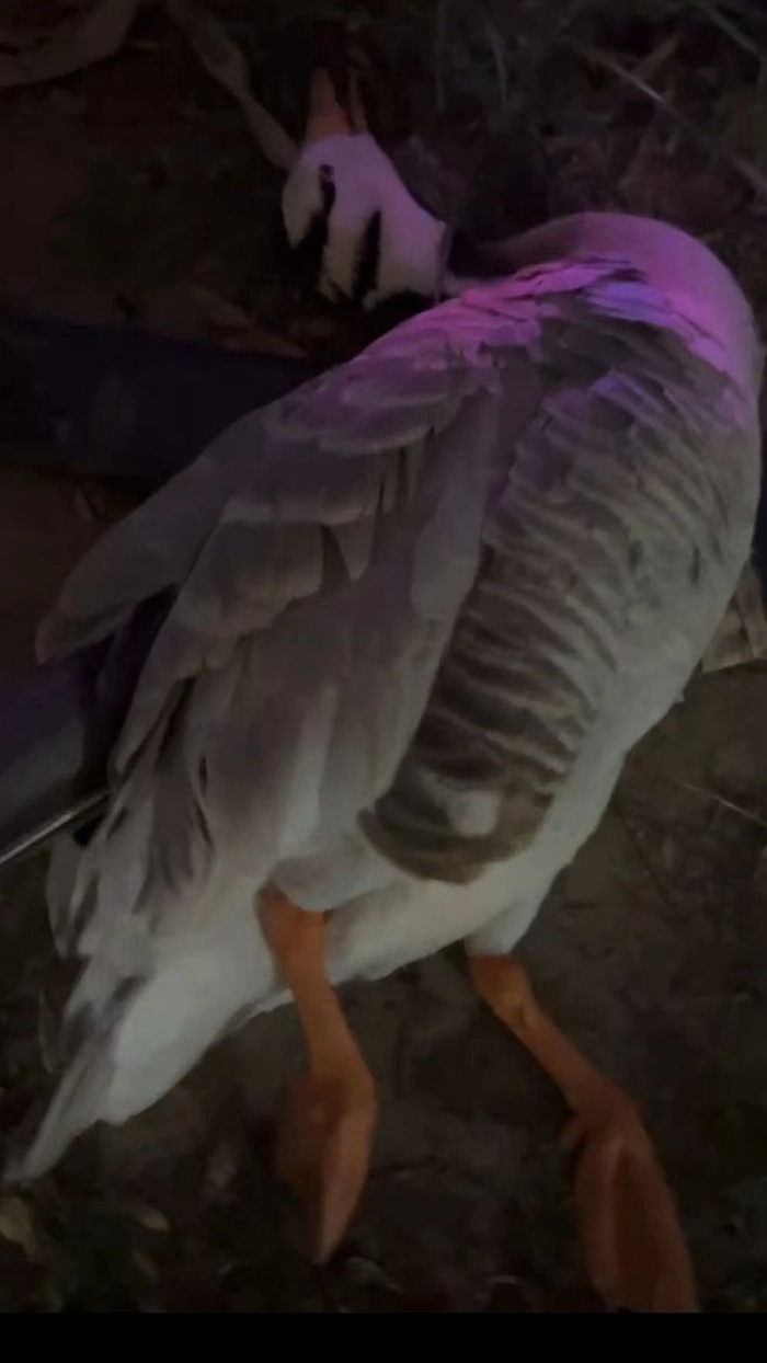 “大宝”被游客踢伤后奄奄一息。  视频截图