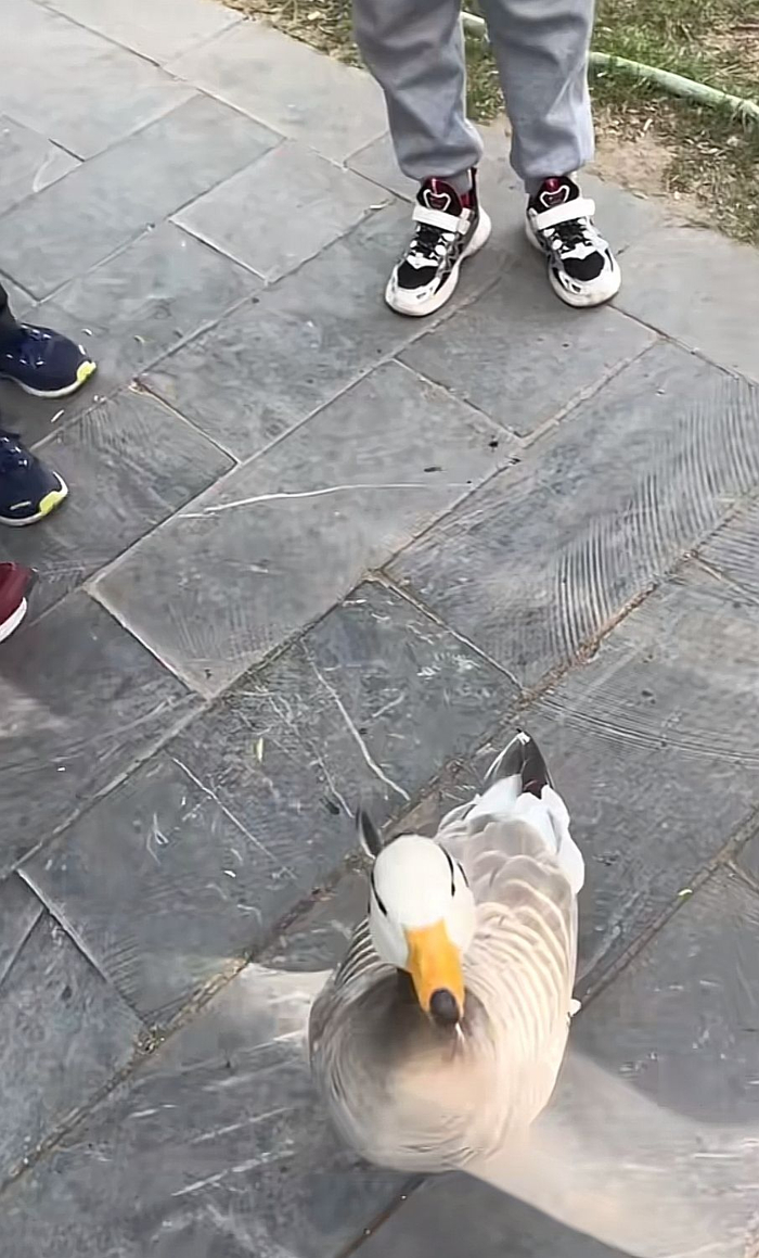 “大宝”生前与游客们互动。  视频截图 