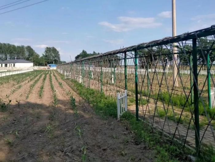 同江市向阳镇同富村:玉米领"鲜" 致富路 结出甜糯增收果__财经头条