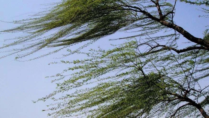 阵风|高温|雷阵雨_新浪新闻