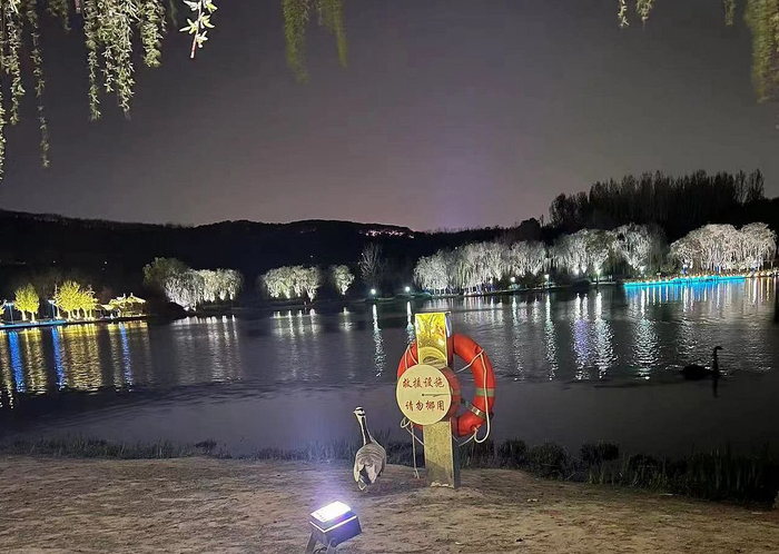 斑头雁“大宝”生前在栖息地。  受访者供图