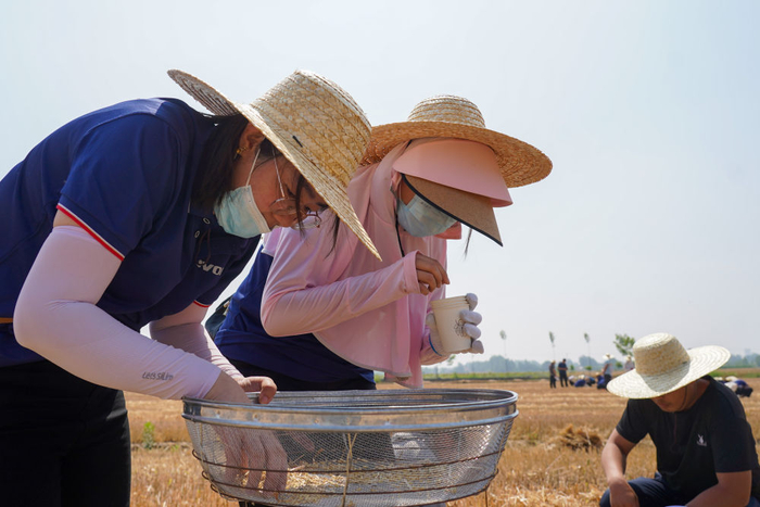 6月6日，2023年山东小麦机收减损技能大比武活动在临沭县举行，工作人员在现场测算减损率。新华社记者 朱峥 摄