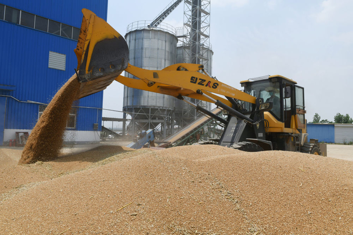 6月1日，在安徽省阜阳市阜南县曹集镇阜蒙农场，农民将收获的小麦分拣烘干。新华社发（王彪 摄）