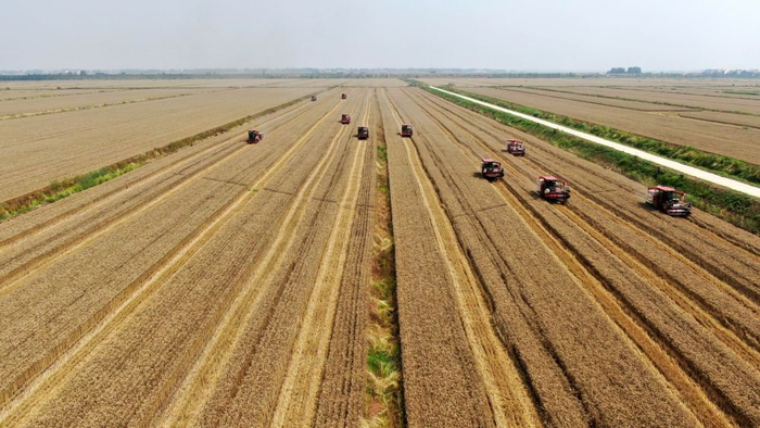 这是6月1日在安徽省阜阳市阜南县曹集镇拍摄的小麦机收减损技能大比武活动现场（无人机照片）。新华社记者 金剑 摄