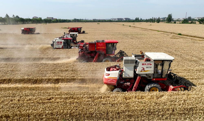 6月2日，在安徽省亳州市利辛县胡集镇张庄村明远种植专业合作社，农机手驾驶收割机抢收小麦（无人机照片）。新华社发（刘勤利 摄）