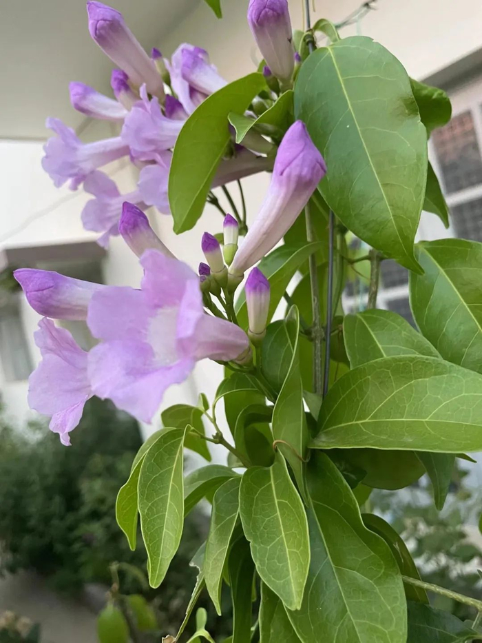 花叶有大蒜味的蒜香藤,开花实在是太好看了|蒜香|大蒜|盆栽_新浪新闻