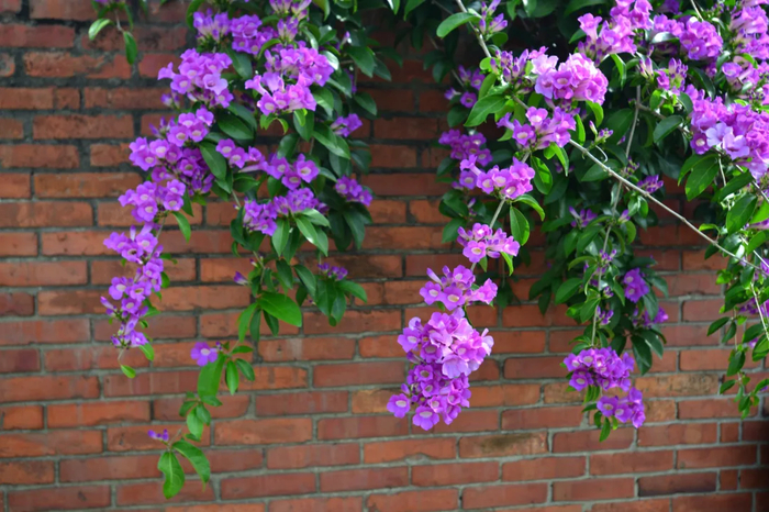 蒜香藤有着非常美丽的喇叭状花朵,和油亮的蜡质叶子.