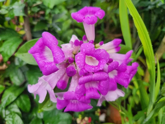 蒜香藤有着非常美丽的喇叭状花朵,和油亮的蜡质叶子.