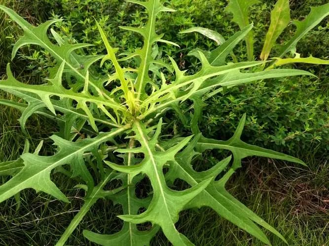 藏在山坡草地田间路旁的优质野菜,农村人管它叫苦莴苣,吃过吗?
