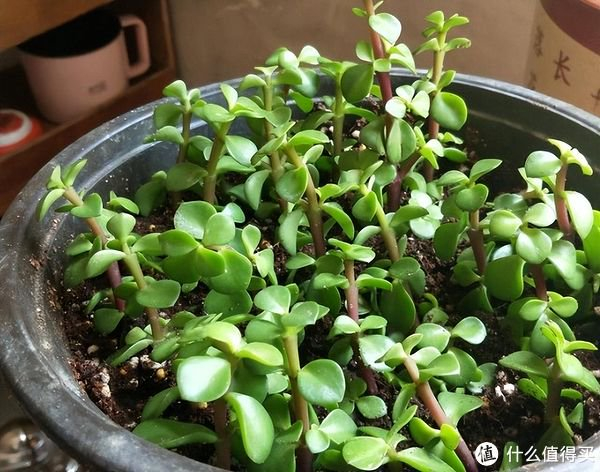 金枝玉叶的种植技巧有“3个”，叶子多株型优美，年年旺盛寓意好|之后|阳台|盆栽|枝条|光照_新浪新闻