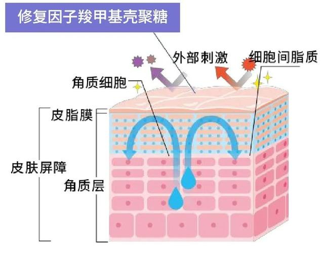 壳聚糖敷料什么时候用为什么越努力护肤，皮肤越差？罪魁祸首竟然是？_https://www.jmylbn.com_新闻资讯_第10张
