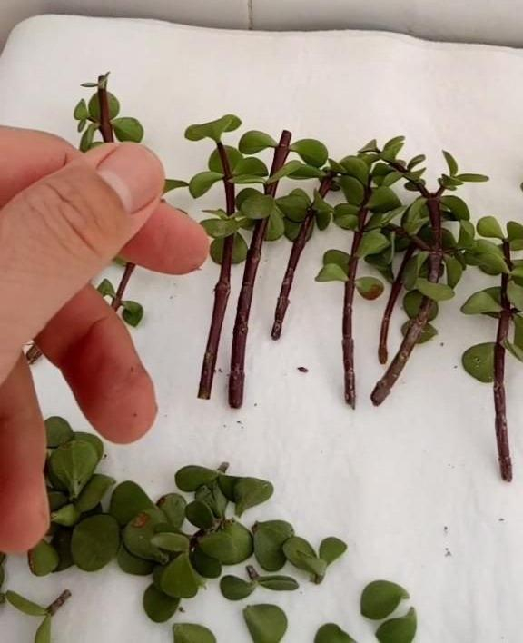 金枝玉叶的种植技巧有"3个",叶子多株型优美,年年旺盛寓意好|金枝玉叶