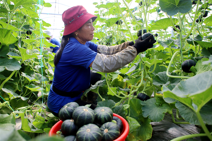 高淳桠溪:贝贝小南瓜采摘助增收