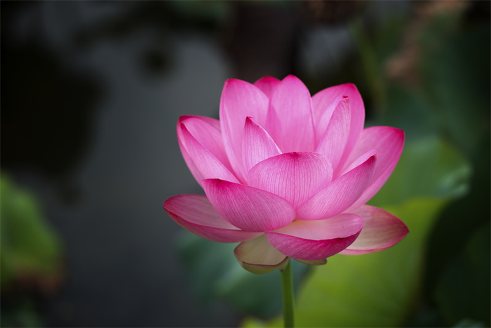 苏韵乡情与宁乡约2023六合池杉湖湿地荷花节开幕