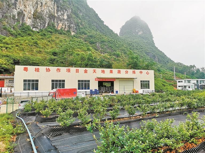 粤桂协作结出幸福果