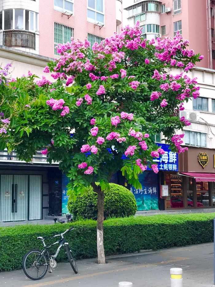 厦门街头最美行道树花盛开