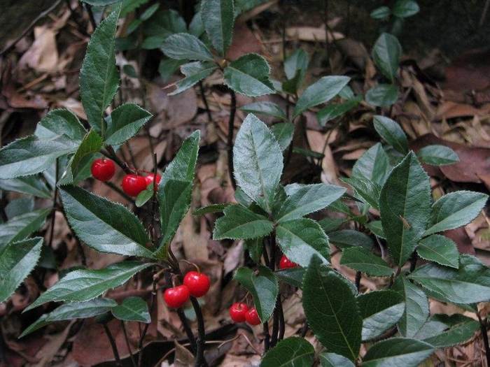 竹林上不起眼的植物,人称"千年不大",农村人有咳嗽就去找它|草药|矮地