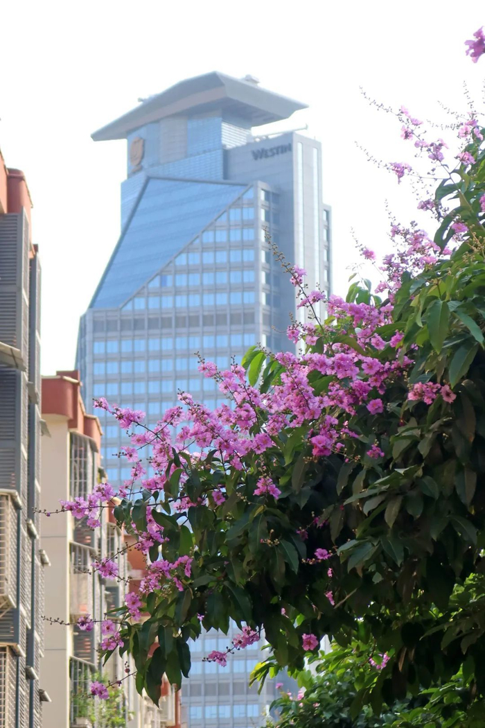 厦门街头最美行道树花盛开