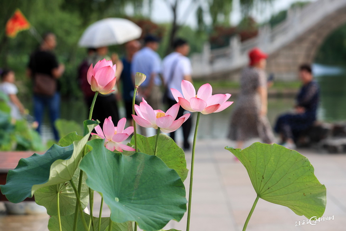 2023瘦西湖荷花展开幕