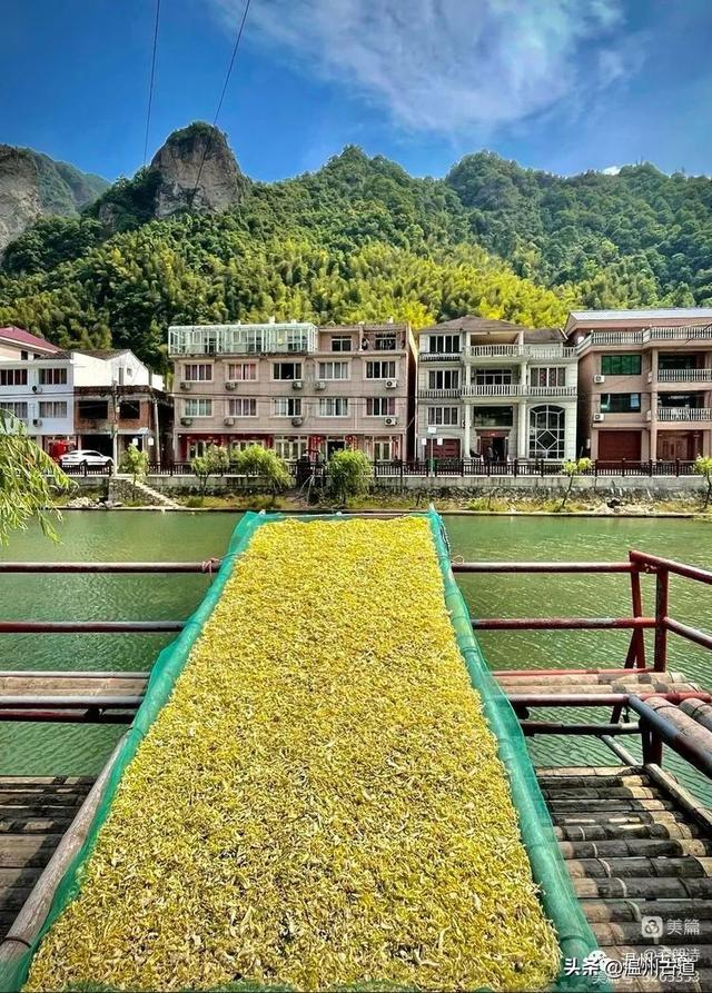 温州市_新浪新闻