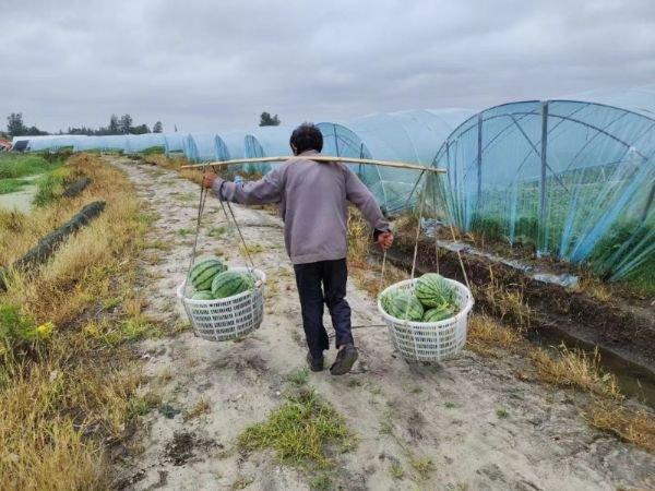 1個瓜農n個幫10萬斤滯銷西瓜在上海賣掉了東臺瓜農朱大爺笑了