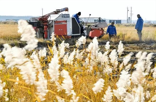 在大安市海坨乡盐碱地生态修复治理示范基地，农民驾驶收割机收割水稻（2022年10月12日摄）。新华社记者 许畅 摄