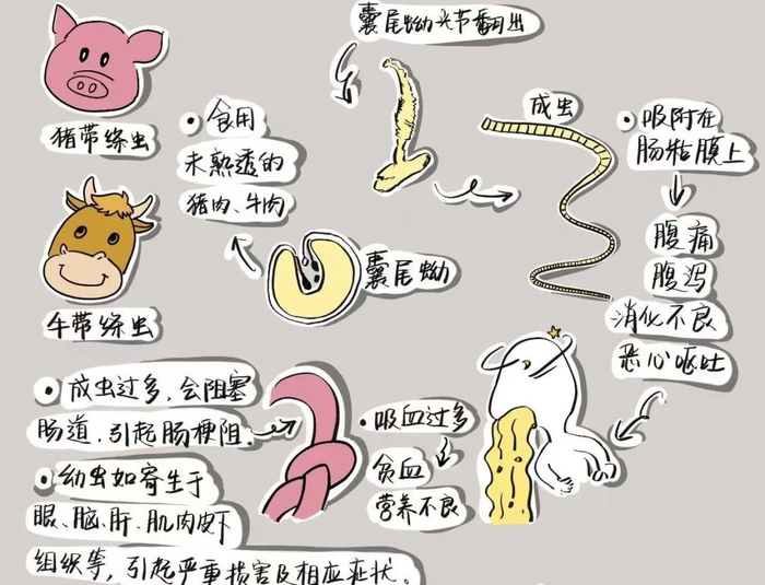 在人体的有30余种,成虫大多寄生在脊椎动物的消化道中,生活史多复杂