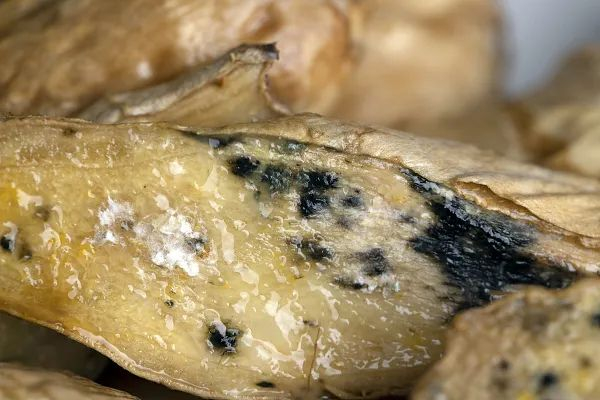 老话说"烂姜不烂味儿",腐烂的生姜真的能吃吗?