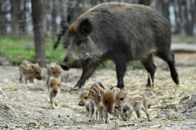 ▲移出“三有”名录之后，对野猪的保护愈加紧密化了。图/新华社