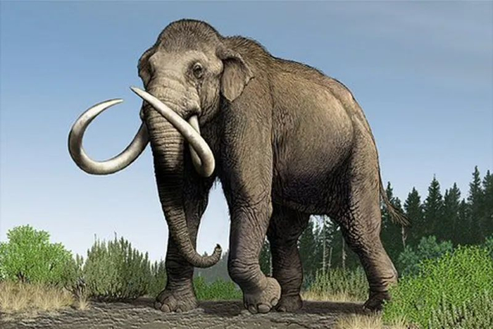 你知道猛犸象能长多大吗?|猛犸|猛犸象|哥伦比亚_新浪新闻