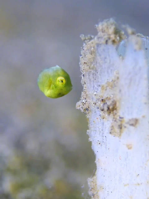 摄影师在印尼海域拍摄到的一只幼年单棘鲀