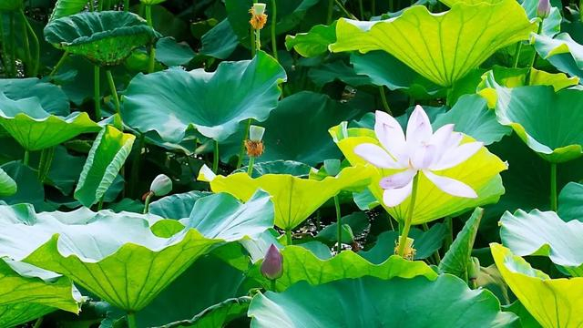 美!微山湖的第一波荷花开了!__财经头条