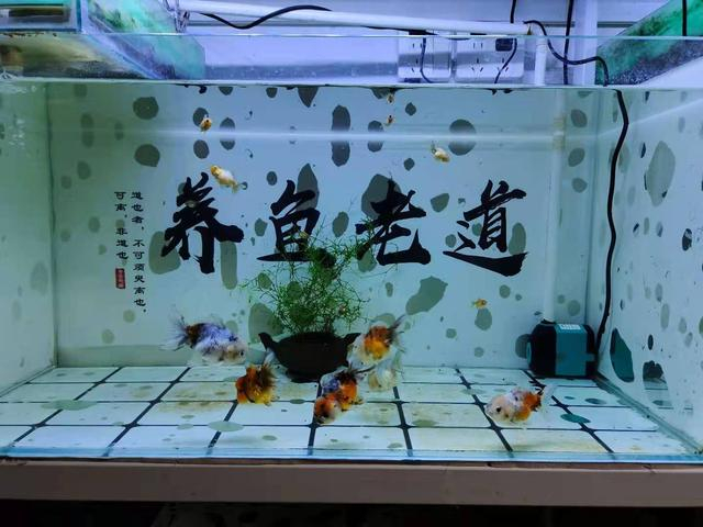 _调节肠道菌群平衡
