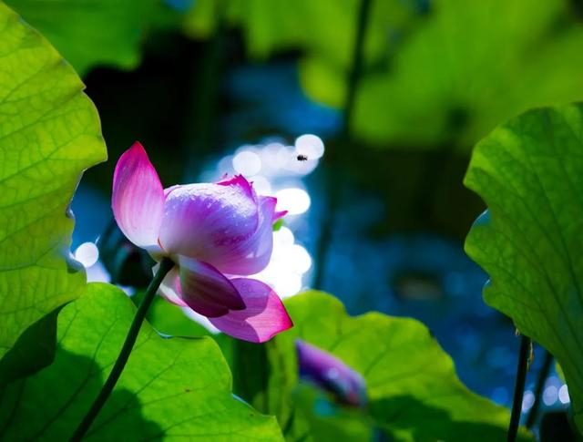 美!微山湖的第一波荷花开了!__财经头条
