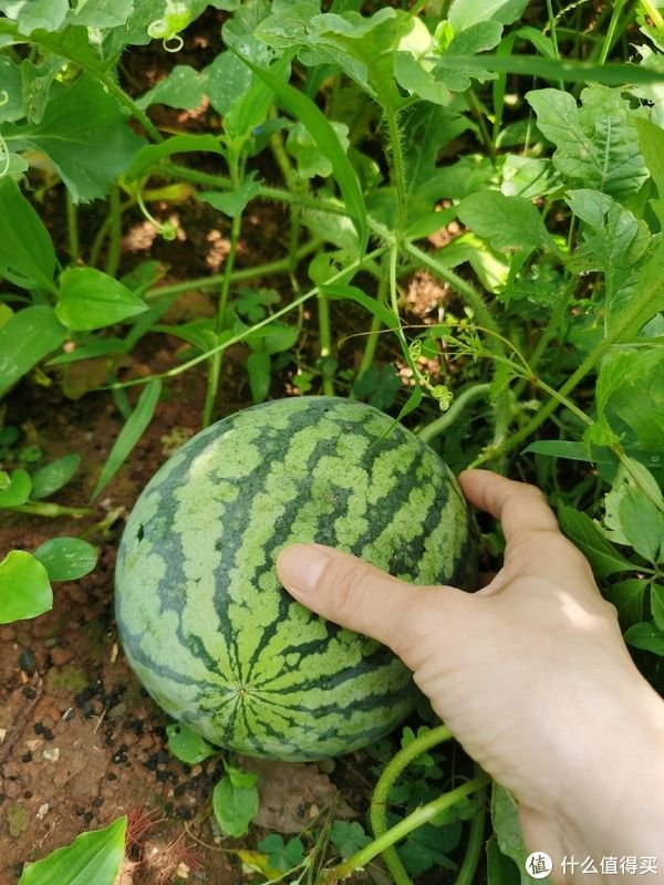 周末没事就去摘西瓜吧|太阳_新浪新闻