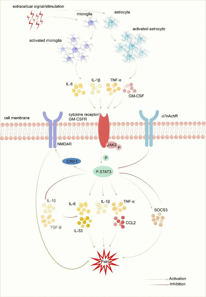 il-1β, tnf-α, il-33, socs3,il-10 ,tgf-β,趋化因子,nmda受体和