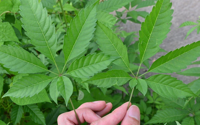 生活中有6大妙用,学会为你省不少钱|黄荆|农村|黄荆子_新浪新闻