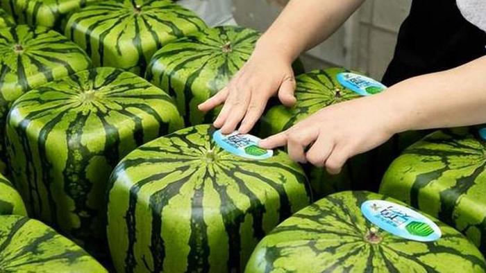日本开售方形西瓜:不能吃只能观赏,每只卖500元,可供人观赏约1年