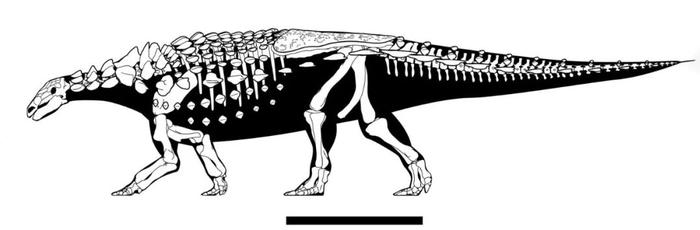 图注:怀特盾龙的骨骼线图,图片来自网络图注:怀特盾龙的骨骼及复原图