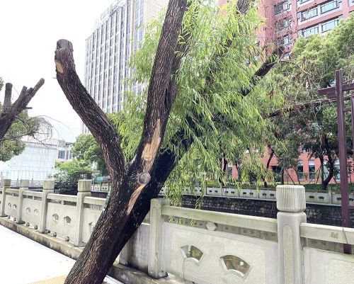 求助,宁波这9棵树急需救治|宁波市_新浪新闻