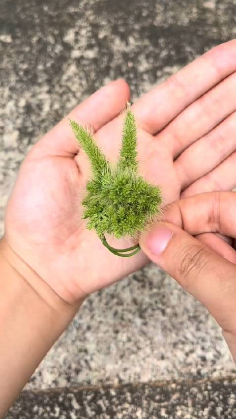 这个夏天,谁能拒绝这么可爱的狗尾巴草做的兔子戒指!