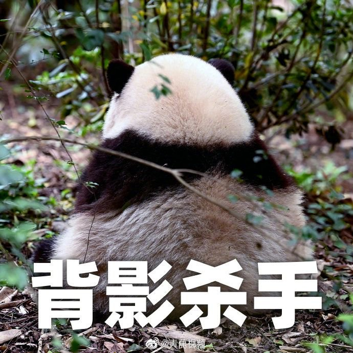 一组大熊猫表情包↓↓祝它们生日快乐,熊生幸福!