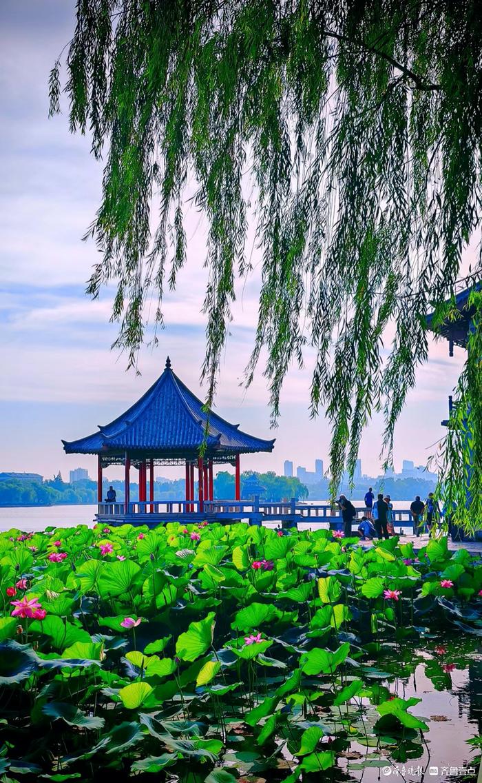 湖泊荷花真实风景图片图片