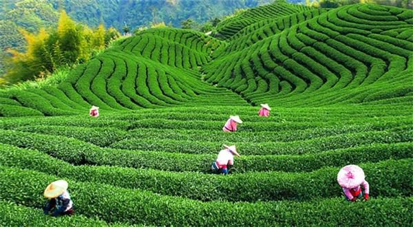 大清谷问茶|杭州市_新浪新闻