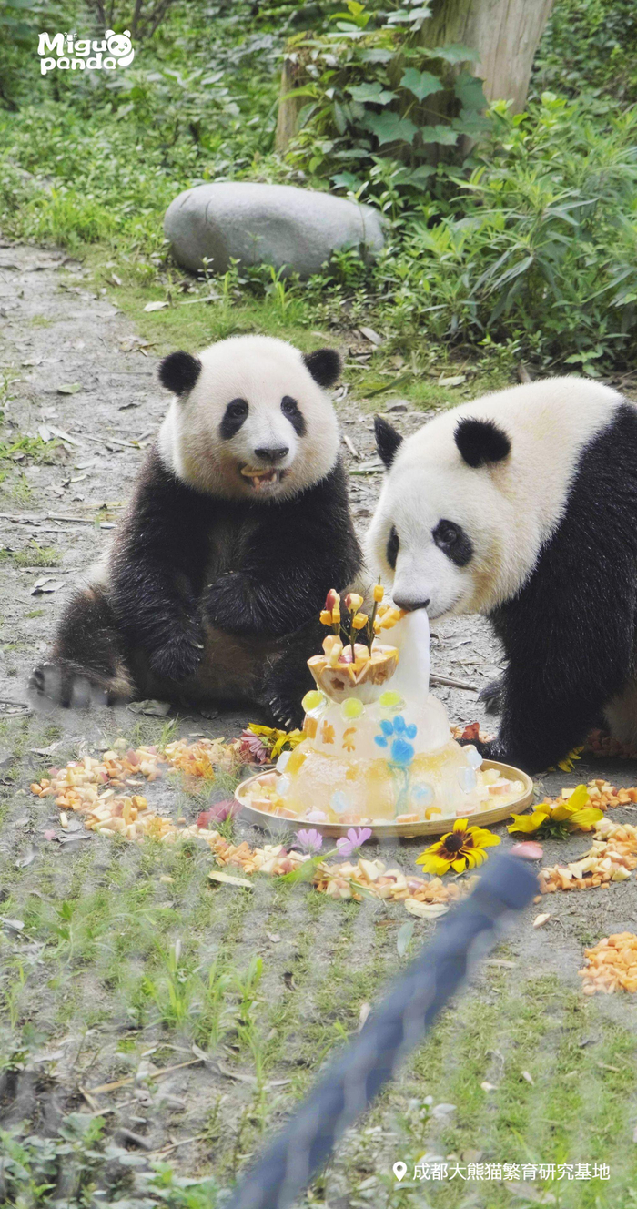花花与和叶的生日会现场。@开饭了大熊猫 图